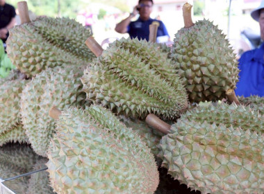 รัฐมนตรีช่วยว่าการกระทรวงเกษตรและสหกรณ์ ลงพื้นที่แม่สาย ... พารามิเตอร์รูปภาพ 28
